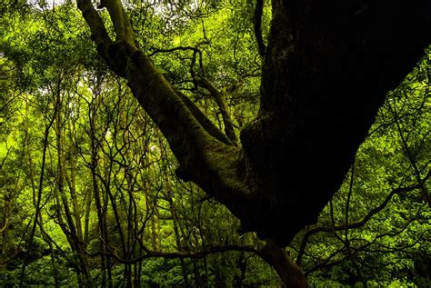 Fotos Gratis Paisaje árbol Naturaleza Desierto Rama Planta Luz De Sol Flor El Maletero