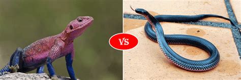 Lizard Vs Snake Fight Comparison Who Will Win