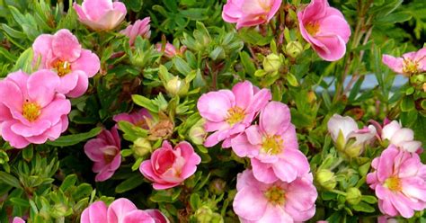 Emily Jorgensen Flowering Shrubs For Full Sun Zone 6 Pink Poppet
