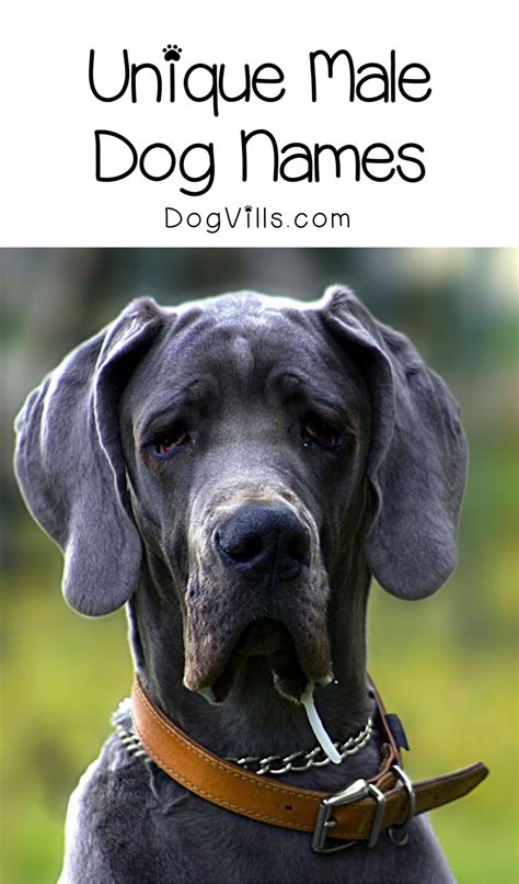 6 Incredibly Unique Male Dog Names Youll Love Dogvills