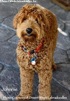 Breeder of the highest quality f1 and f1b goldendoodle puppies. Goldendoodle Puppies from Colorado