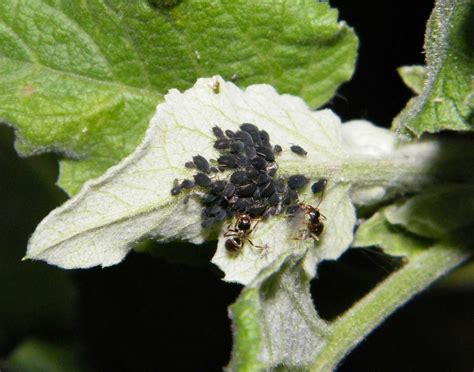 Black Bean Aphid Aphis Fabae Species Information Page Also Known As