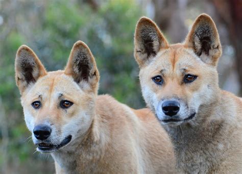 Dingo Vs Australian Stumpy Tail Cattle Dog Breed Comparison