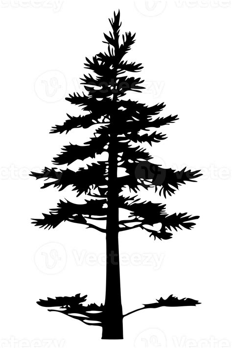 Pine Tree Silhouette 31113569 Png