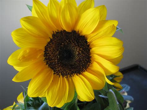 Just like the name, this flower from north america can cover your ground like a blanket, with its beautiful flower that showcases yellow edges, brown center, and red petals. News From Fern Street: August 2011