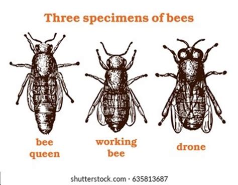 Drone Bee Diagram