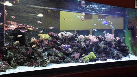 400 Gallon Reef Aquarium Youtube
