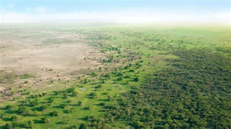How Africa Is Turning Its Desert Into A Great Green Wall Oasis