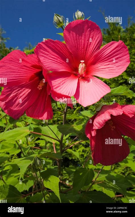 Close Up Of Crimson Hibiscus Moy Grande Flowers In Summer Stock Photo