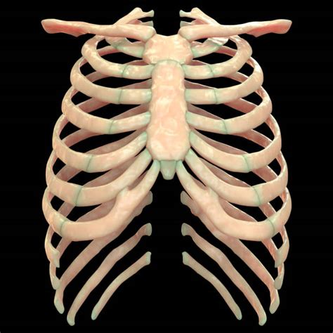 Best Rib Cage Stock Photos Pictures And Royalty Free Images Istock