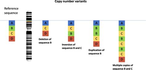Copy Number Variation Shows Different Types Of Structural Variation In