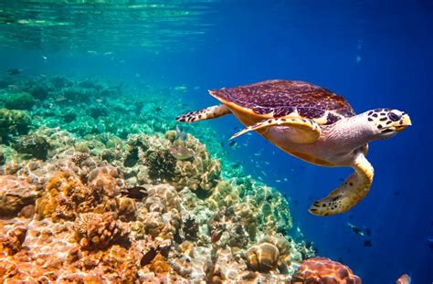 Hawksbill turtles are among the few marine species that graze on seagrass beds. Qatar protects the endangered Hawksbill turtle