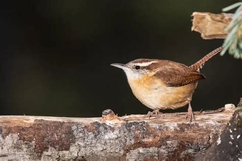 40 Small Birds You Should Know Bird Advisors 2022