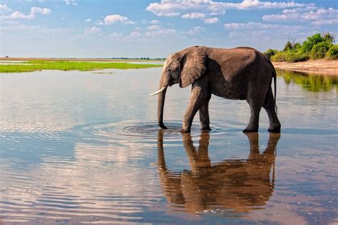 Visit Chobe National Park 2021 Travel Guide For Chobe National Park