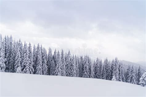 Winter Forest In Mountains Snowy Fir Trees And Hills On Background