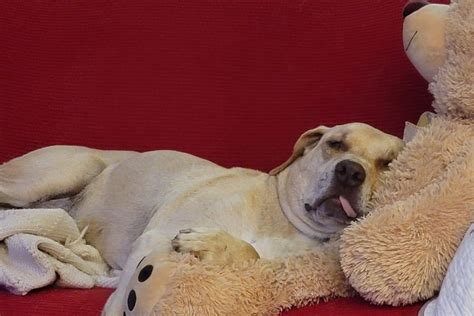 Dog in Shelter for Years Now 'Living the Spoiled Life' After Adoption