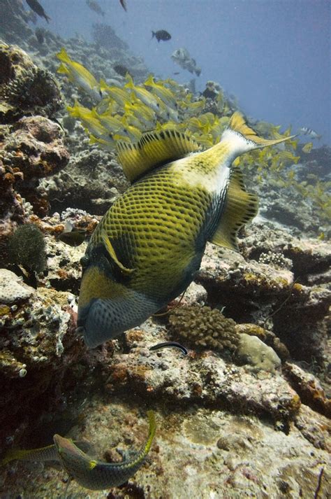 All Sizes Diving Maldives Titan Triggerfish Balistoides Viridescens