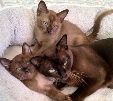 Burmese Cats And Kittens Available Kittens