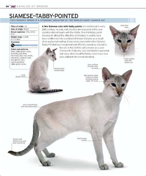 Pin By Emma Eichner On References Cat Breeds Siamese Cats Cats