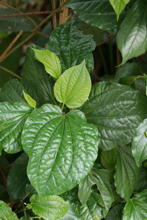 Look through examples of daun translation in sentences, listen to pronunciation and learn grammar. 邊 走 邊 吃: 假蒟 Daun Kaduk