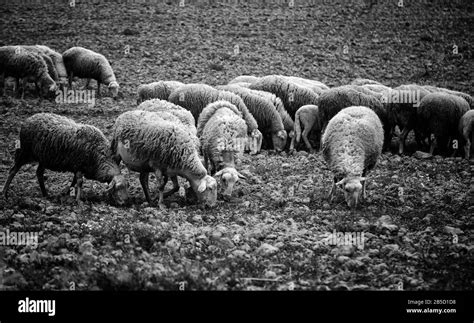 Sheep Grazing In Field Herbivorous Animals And Nature Stock Photo Alamy
