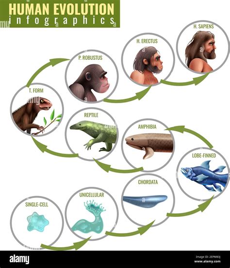 Human Evolution Infographics With Development Stages From Single Cell