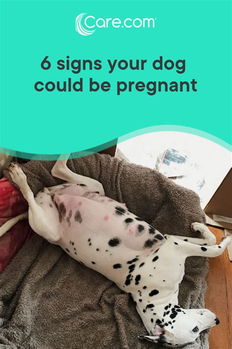 How To Find Out If My Dog Is Pregnant Birthrepresentative14
