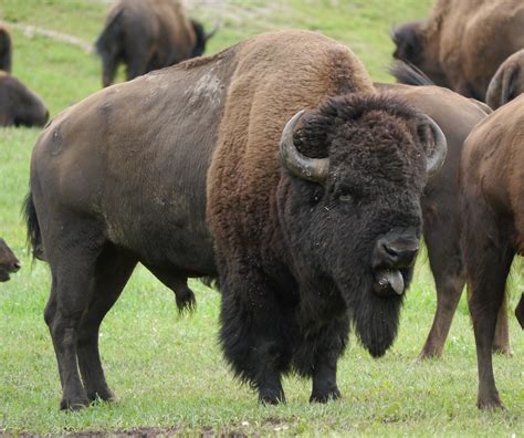 Bison3 American Bison Bison Bison At Custer State Park Flickr