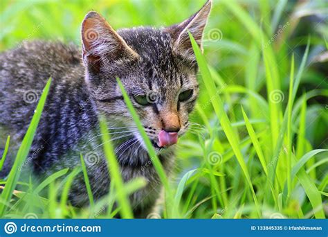 The Cute Cat Face Stock Image Image Of Outdoor Breakfast 133845335