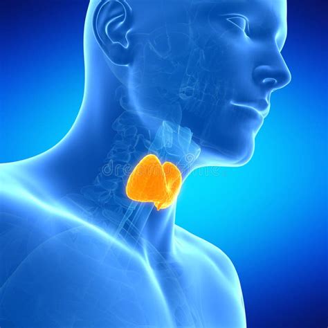Male Thyroid Anatomy Stock Illustration Illustration Of Heart 20872698