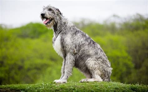 All About Irish Wolfhound Dog Breed Origin Behavior Trainability