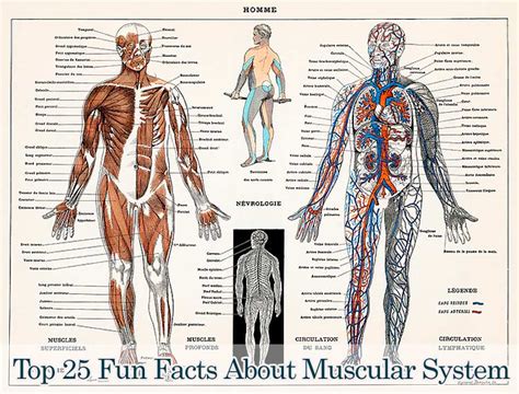 Total Muscles In The Human Body 5 Best 3d Anatomy Software For