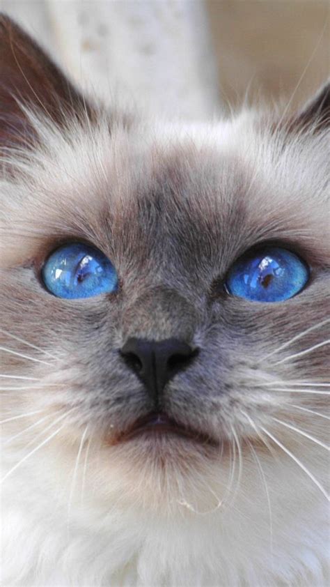画像 瞳の美しい猫 画像まとめ naver まとめ