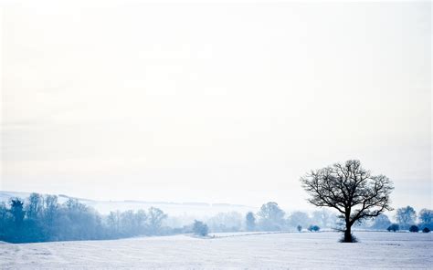 Download Wallpaper 2560x1600 Landscape Tree Lonely Snow Winter