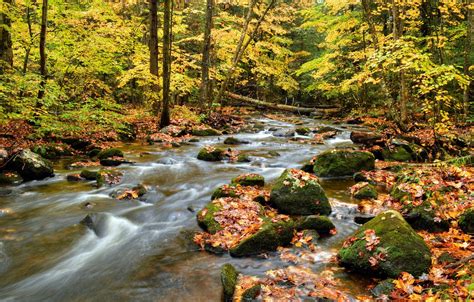 Wallpaper Autumn Forest Leaves Trees River Stones Stream Images