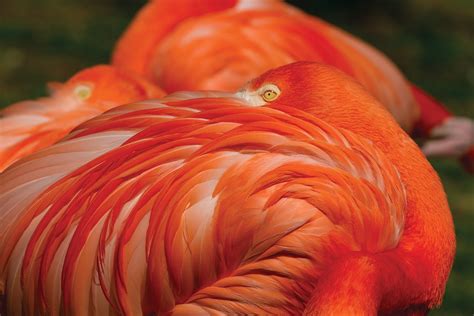 Caribbean flamingo - Philadelphia Zoo