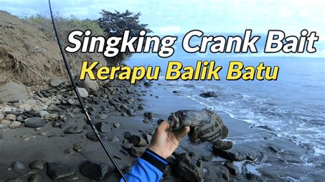 Grebek Kos Kosan Kerapu Cukup Pakai Singking Crank Bait Mini Ft Daiwa