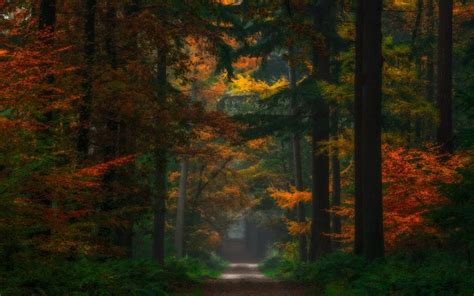 4553538 Forest Red Landscape Trees Fall Path Nature