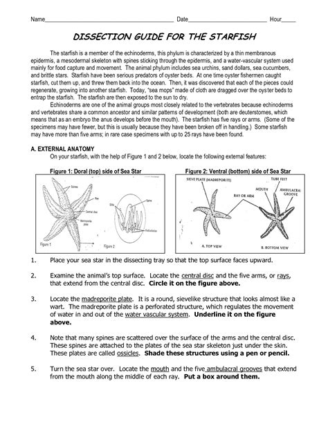 Starfish Dissection Worksheet Printable Word Searches