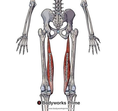 Semimembranosus Muscle Anatomy Bodyworks Prime