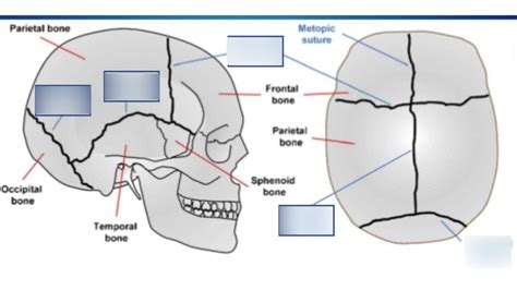 Axial Skeleton Skull Sutures Diagram Quizlet