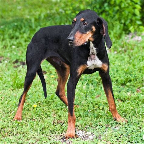 Red A10415495 Hound Dog Dog Breeds Dogs Of The World