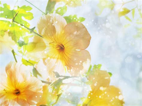 Summer Flower Wallpapers Wallpaper Cave