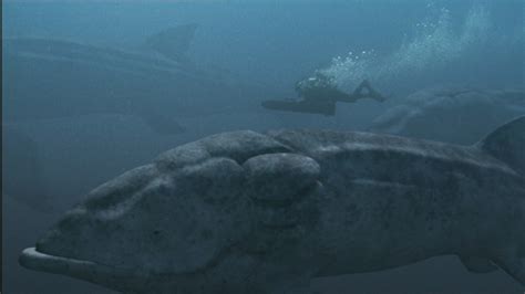 And as a result, leedsichthys could have still had a massive mouth, but its. Leedsichthys - Walking with Trilogy Wiki