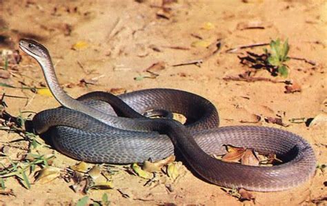As 5 Cobras Mais Venenosas Do Mundo Mamba Negra Especies De