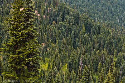 A Coniferous Forest Covers The Mountainside Edbookphoto