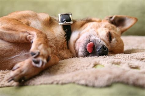 Top 10 Lazy Dog Breeds Petguide