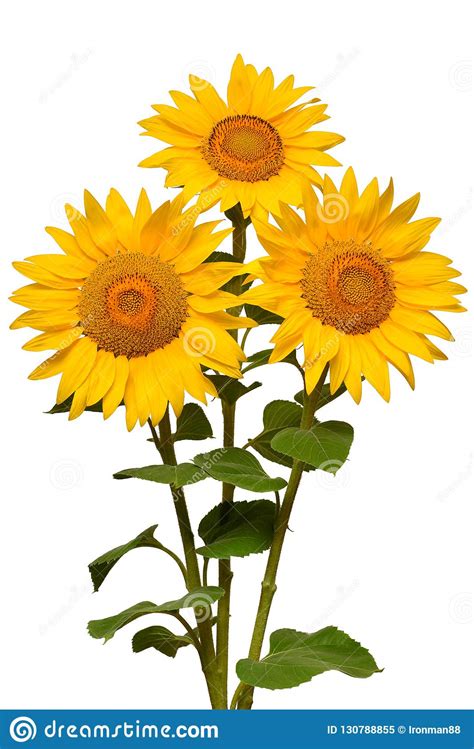 Three Sunflowers Isolated On White Background Flower Bouquet T Stock
