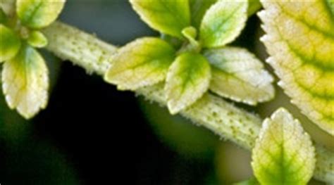 Check spelling or type a new query. Spider mite 🕷️| Pests & Diseases | CANNA Australia