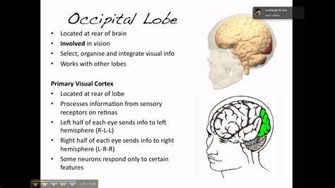 Where Is The Occipital Lobe Located In The Brain And What Is Its